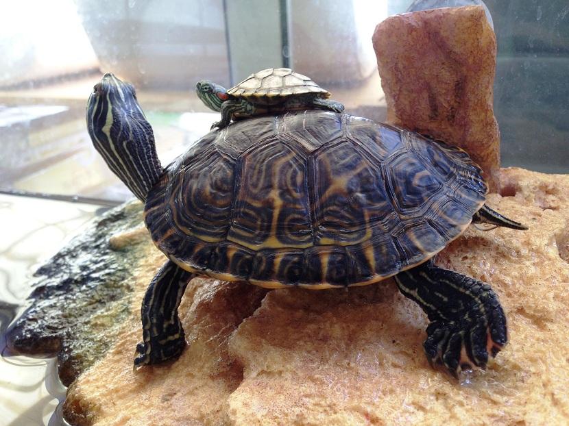 tortuga de agua en terrario
