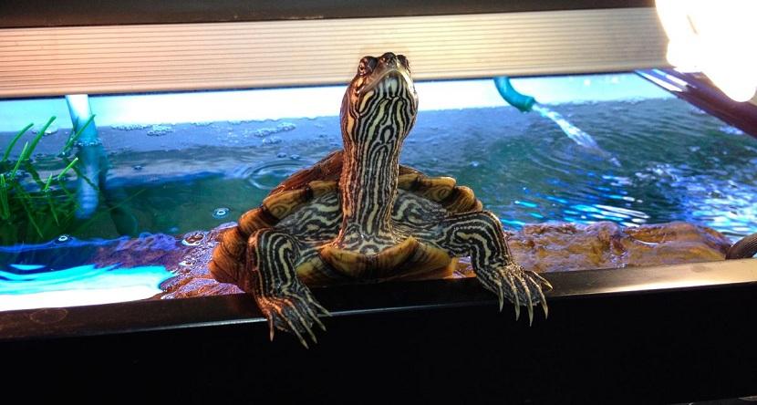 tortuga en acuario