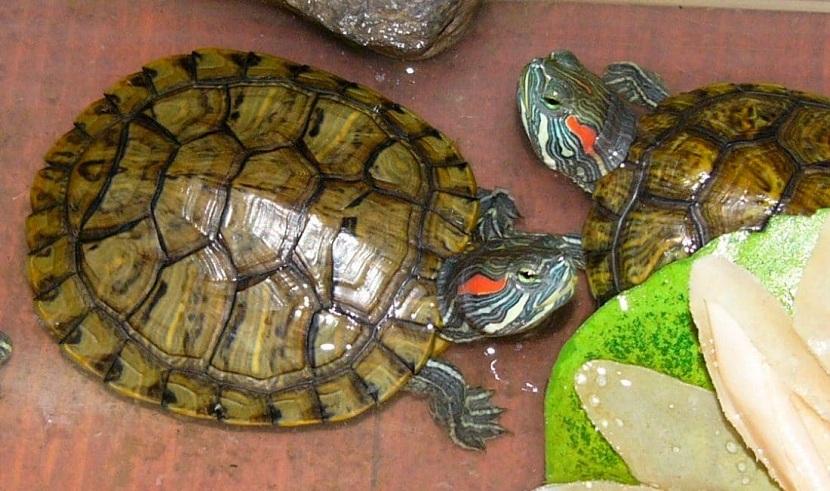 comida para las tortugas de agua