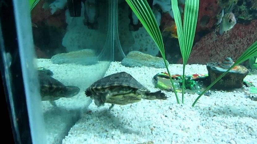 Acuaterrario tortuga