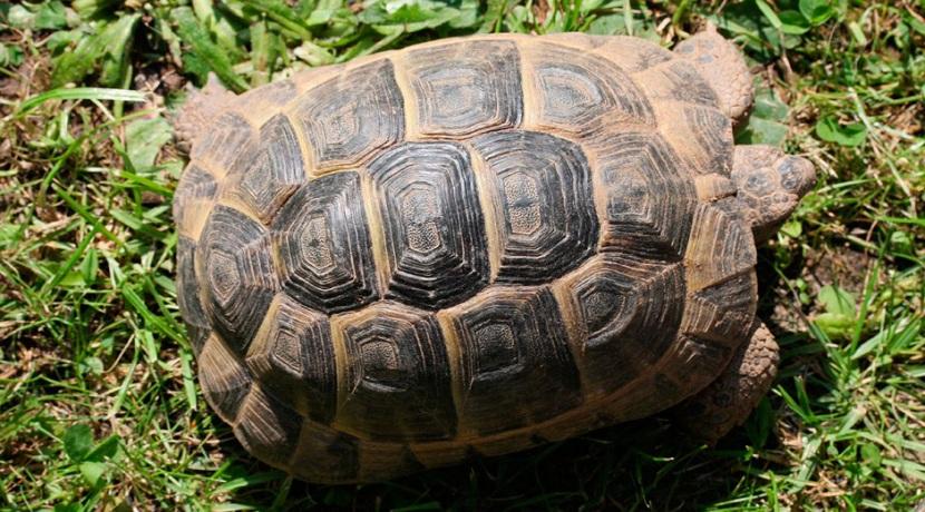 tortuga terrestre