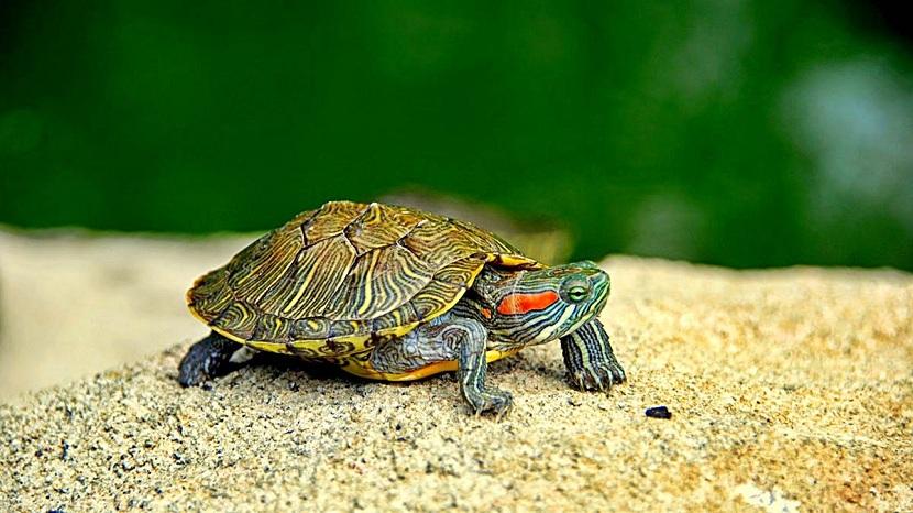 cuanto viven las tortugas