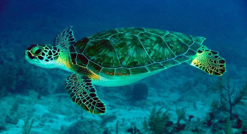 comida de las tortugas marinas