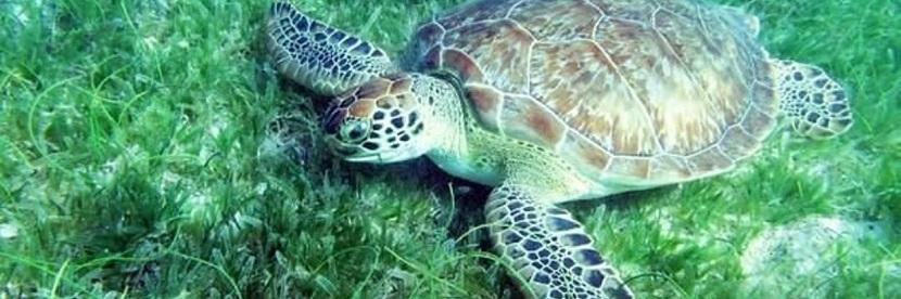 tortuga marina vegetariana