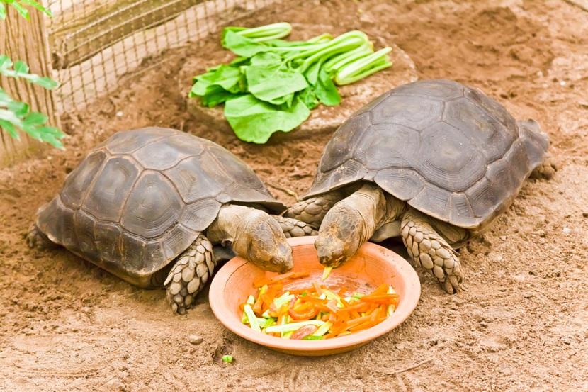 distinta comida para tortuga
