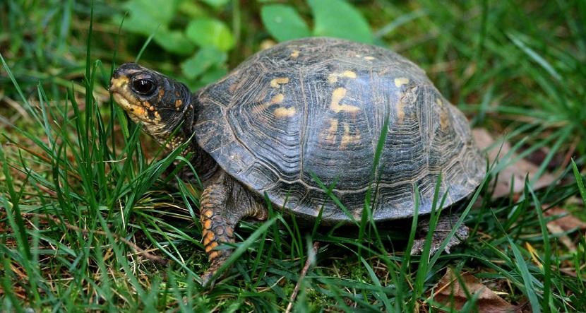 necesidades nutricionales