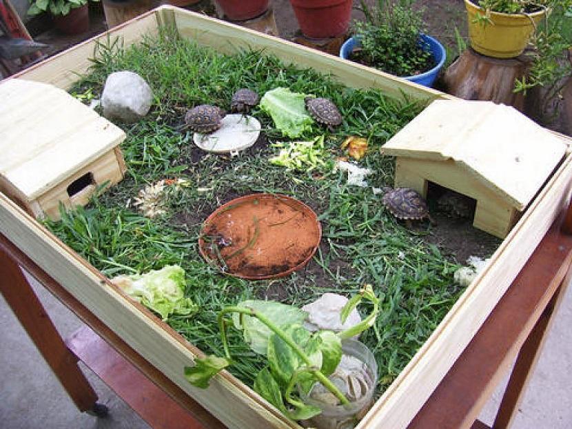 terrario enorme para tortug