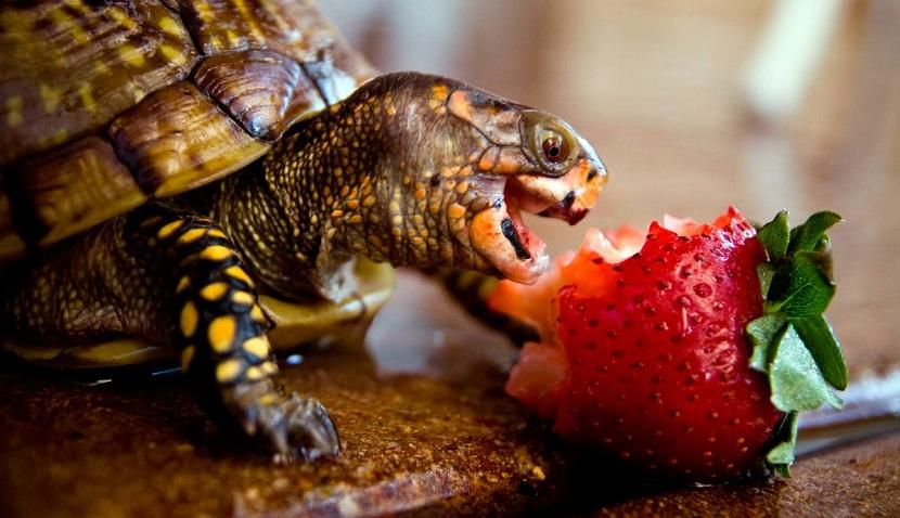 suplementos para tortugas