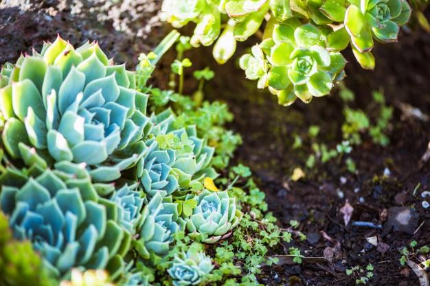 cuidados básicos suculentas