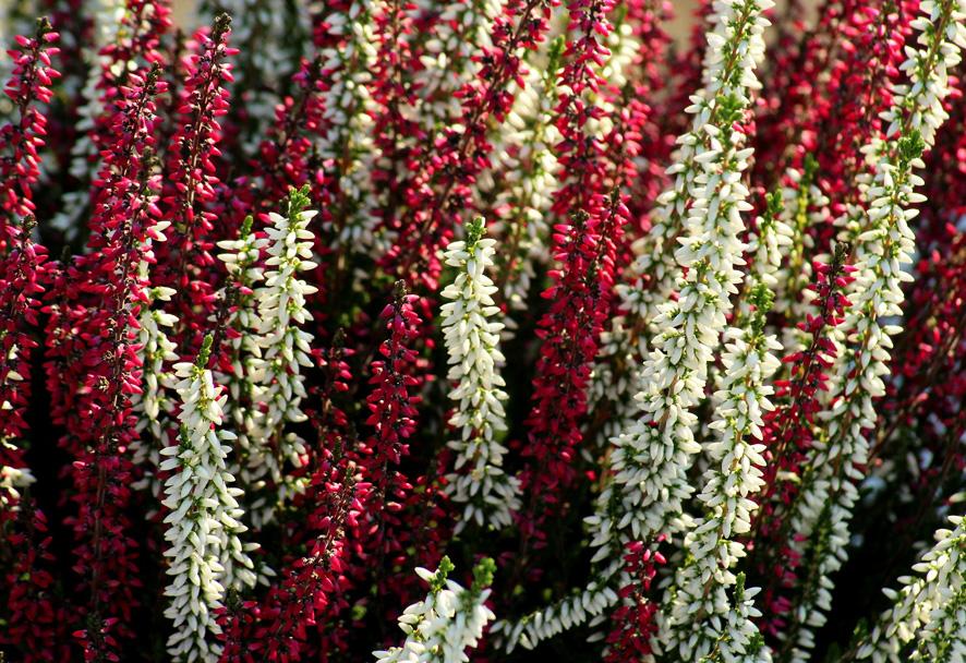 El brezo o calluna cuidados Portal Jardin
