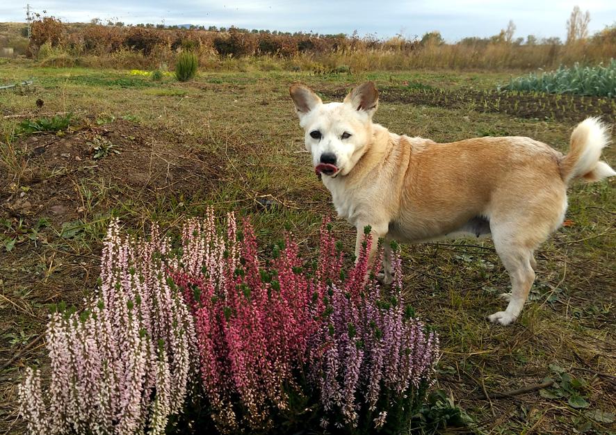 El brezo o calluna cuidados Portal Jardin