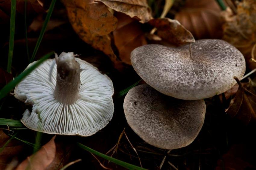 fredolic-tricholoma terreum-negrilla-raton-la casa de las setas