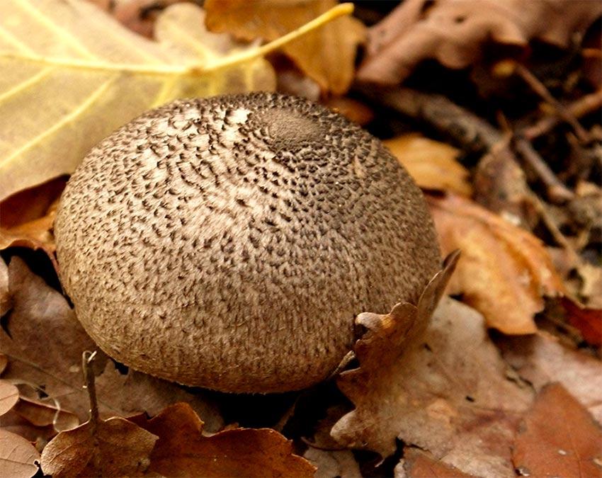 01-tricholoma-pardinum-la-casa-de-las-setas