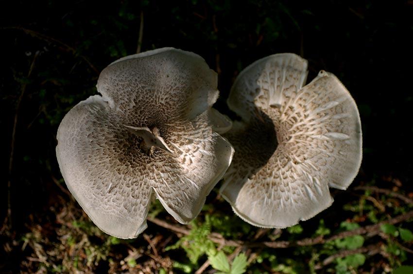 04-tricholoma-pardinum-la-casa-de-las-setas