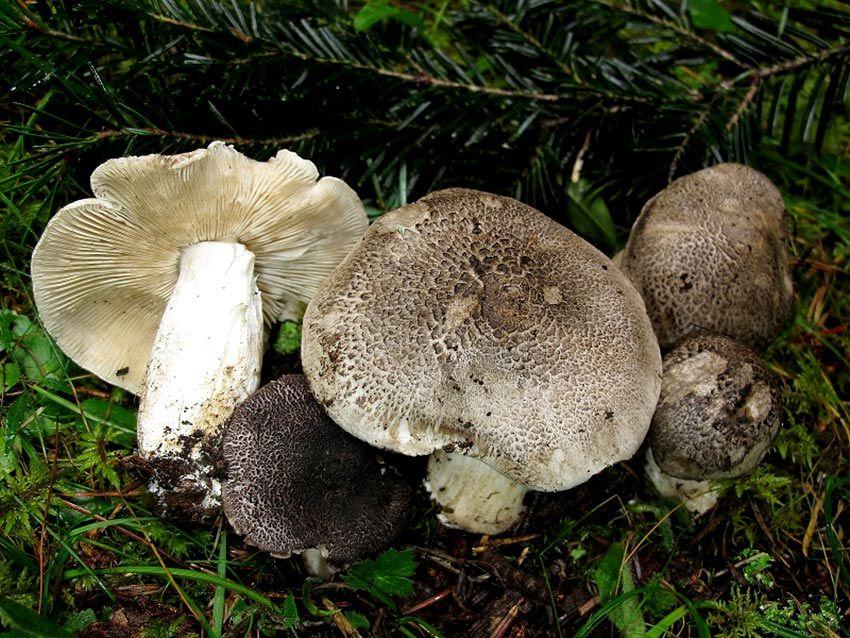 03-tricholoma-pardinum-la-casa-de-las-setas