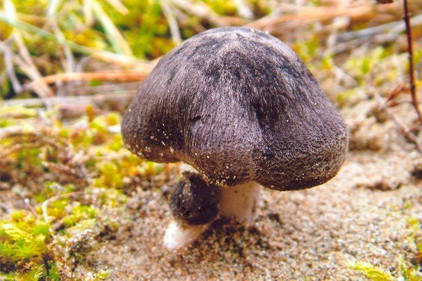 08-fredolic-negrilla-tricholoma-terreum-la-casa-de-las-setas