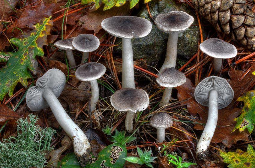 06-fredolic-negrilla-tricholoma-terreum-la-casa-de-las-setas