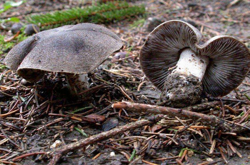 01-fredolic-negrilla-tricholoma-terreum-la-casa-de-las-setas