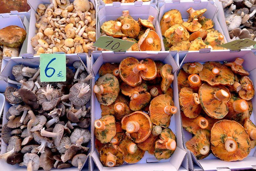 fredolic-tricholoma terreum-negrilla-raton-la casa de las setas