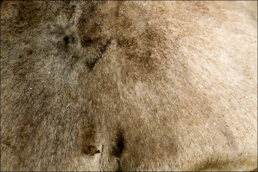 fredolic-tricholoma terreum-negrilla-raton-la casa de las setas