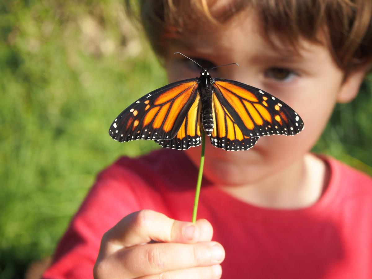 Nico observando una mariposa monarca recien nacida y cogida en un palo recien