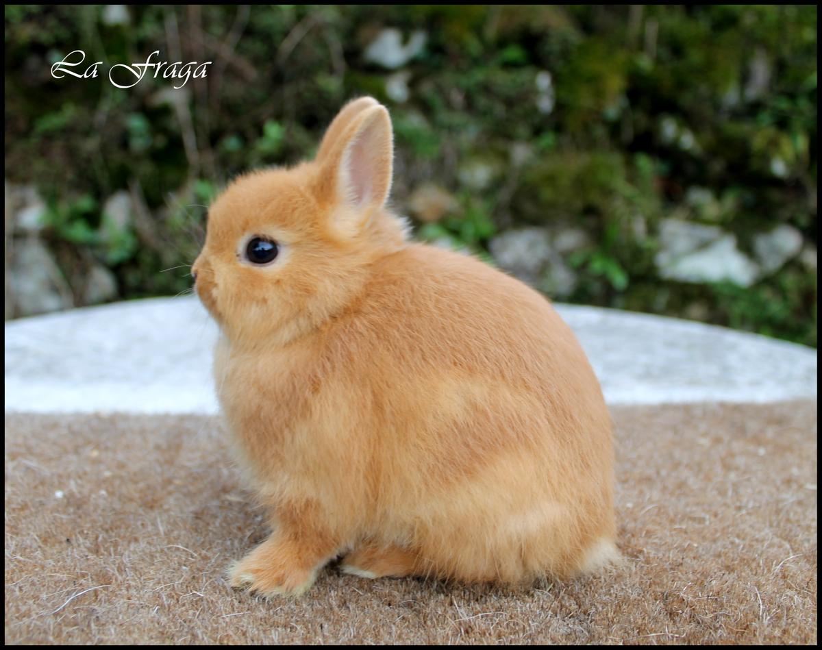 El conejo holandés enano es un animal muy curioso