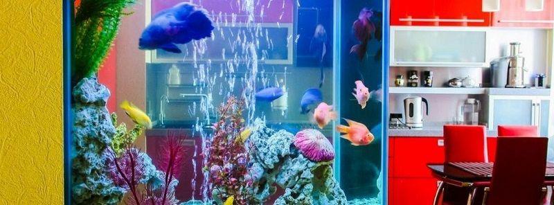 iluminación en el acuario, durante el día