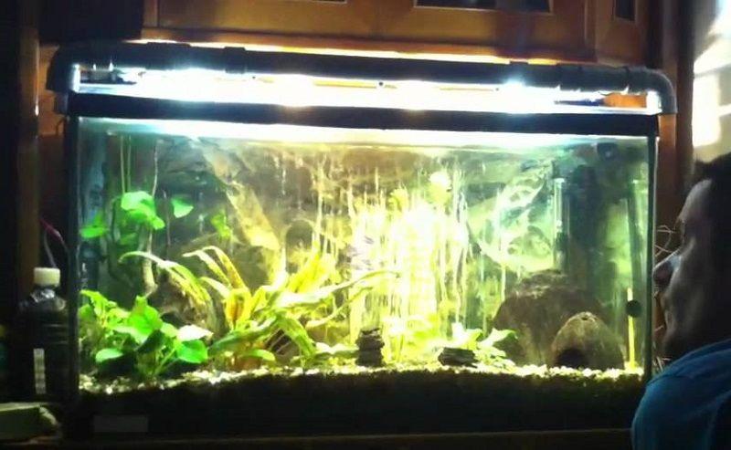 iluminación en el acuario con tubos fluorescentes