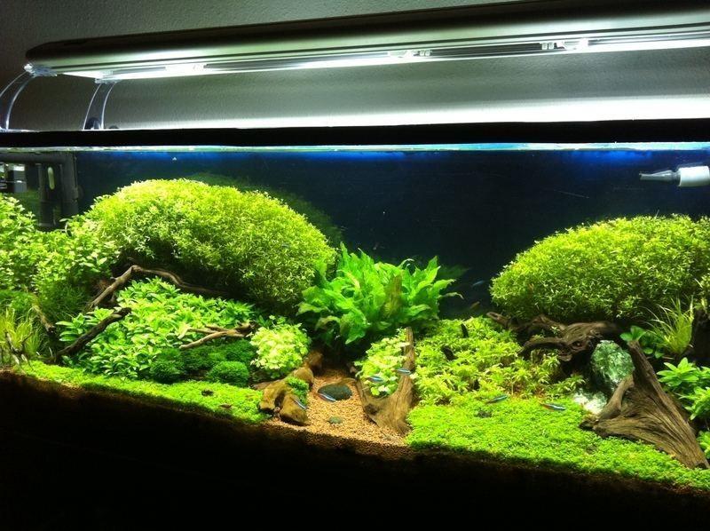 iluminación en el acuario plantado