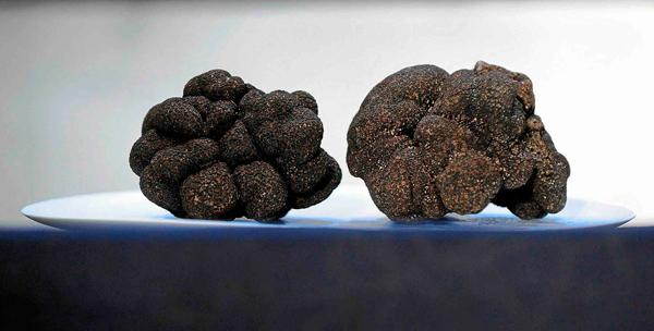 Trufa negra, Teruel líder mundial en produccion