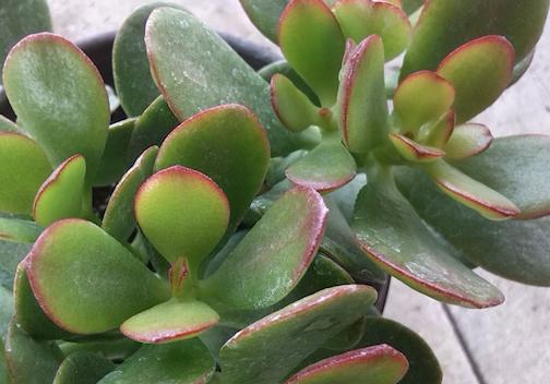 planta jade o deldinero