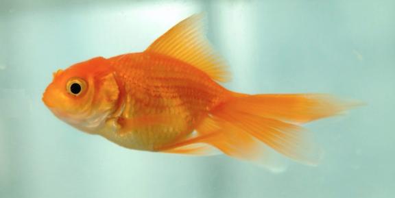 eng shui para atraer dinero