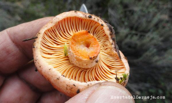 Parte comestible de niscalo