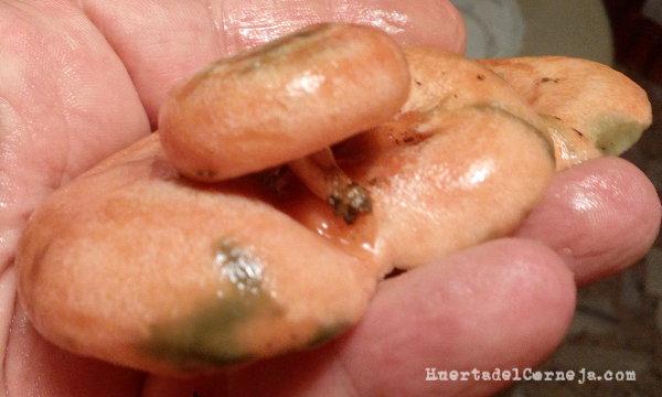 Pequeño níscalo sobre la sombrero de otro