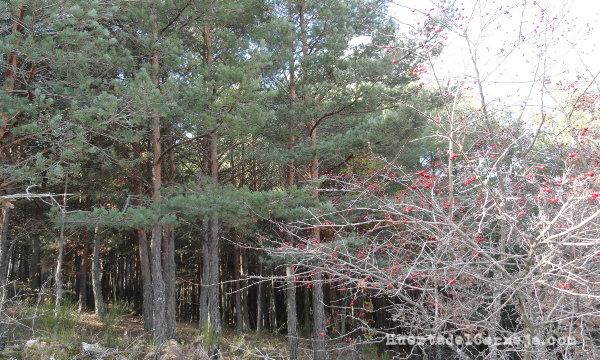 Repoblación de pinos