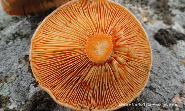 Níscalo, láminas y lamélulas