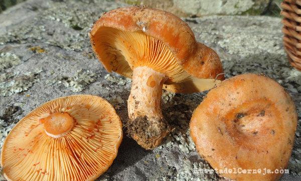 Sombreros de níscalos