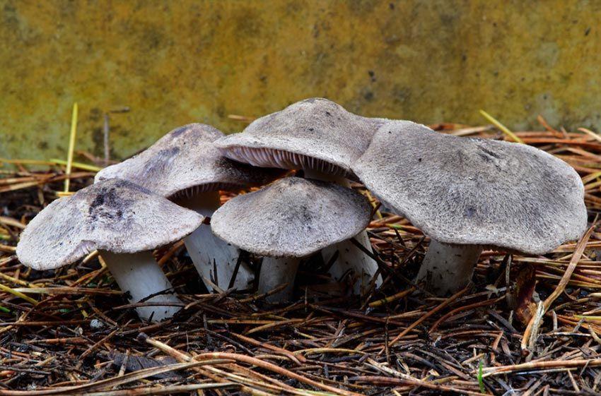 Fredolic, negrilla, ratón… Tricholoma terreum, la seta sin miedo al frio
