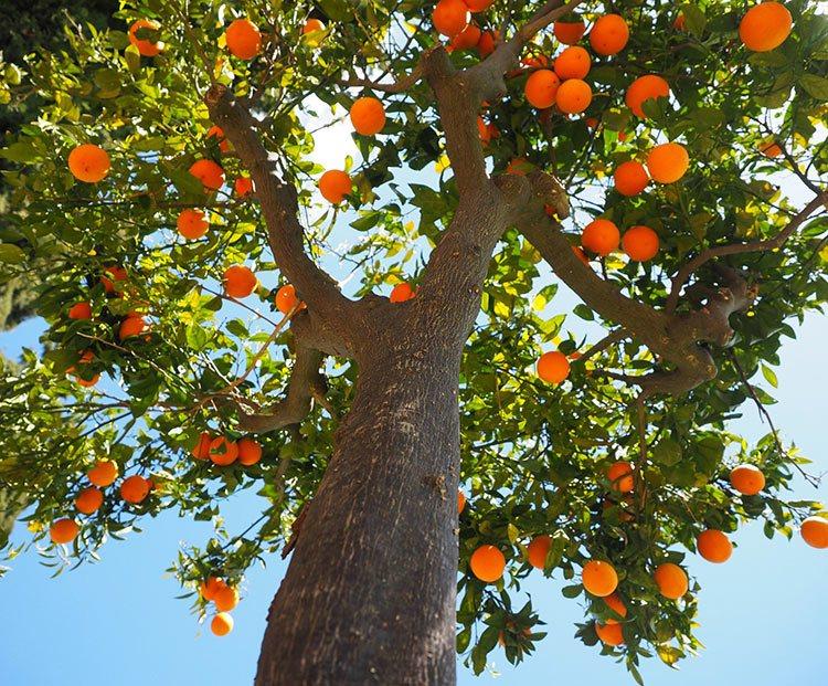 La naranja, fruto de sol