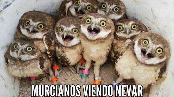 murcianos viendo nevar.jpg