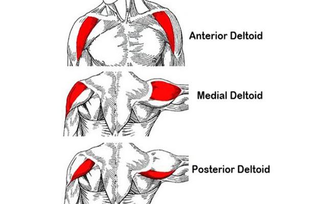 deltoides posterior