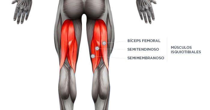 musculo biceps femoral