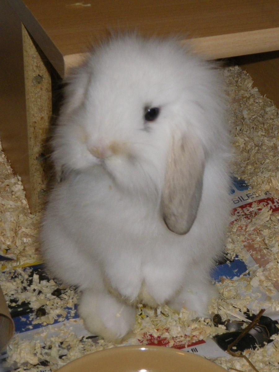 El conejo belier es un animal muy querido