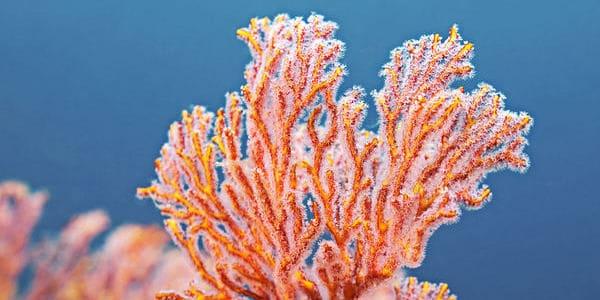 que son las bodas de coral