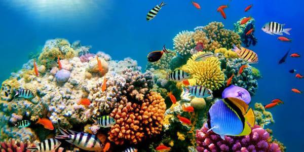 visitar arrecife de coral