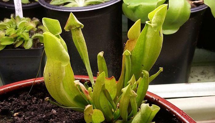 Plantas carnívoras Saracenia