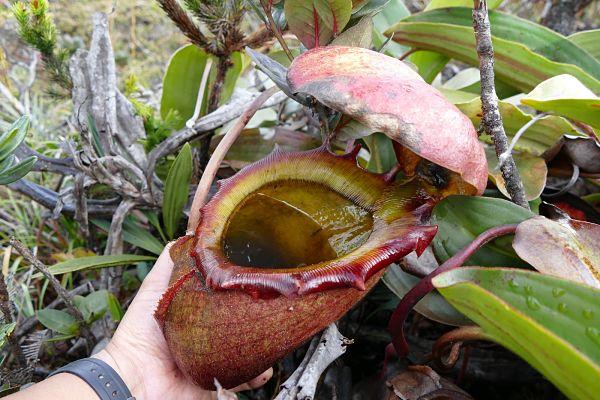 Plantas carnívoras Nepenthes
