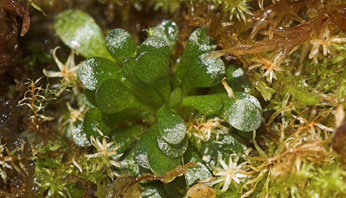plantas carnívoras Genlisea