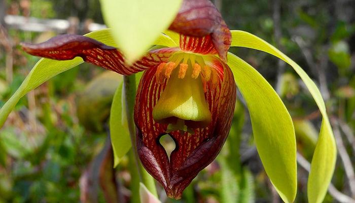 Darlingtonia Californica