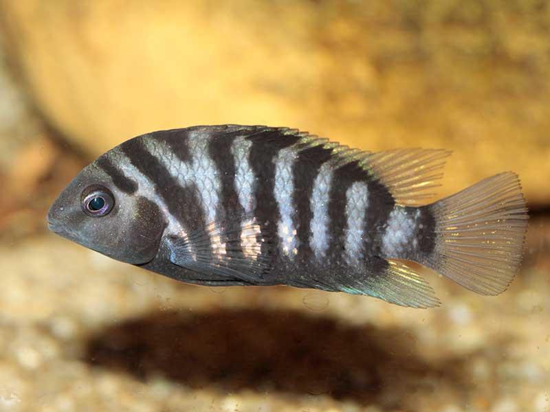 cíclido convicto, cíclido cebra